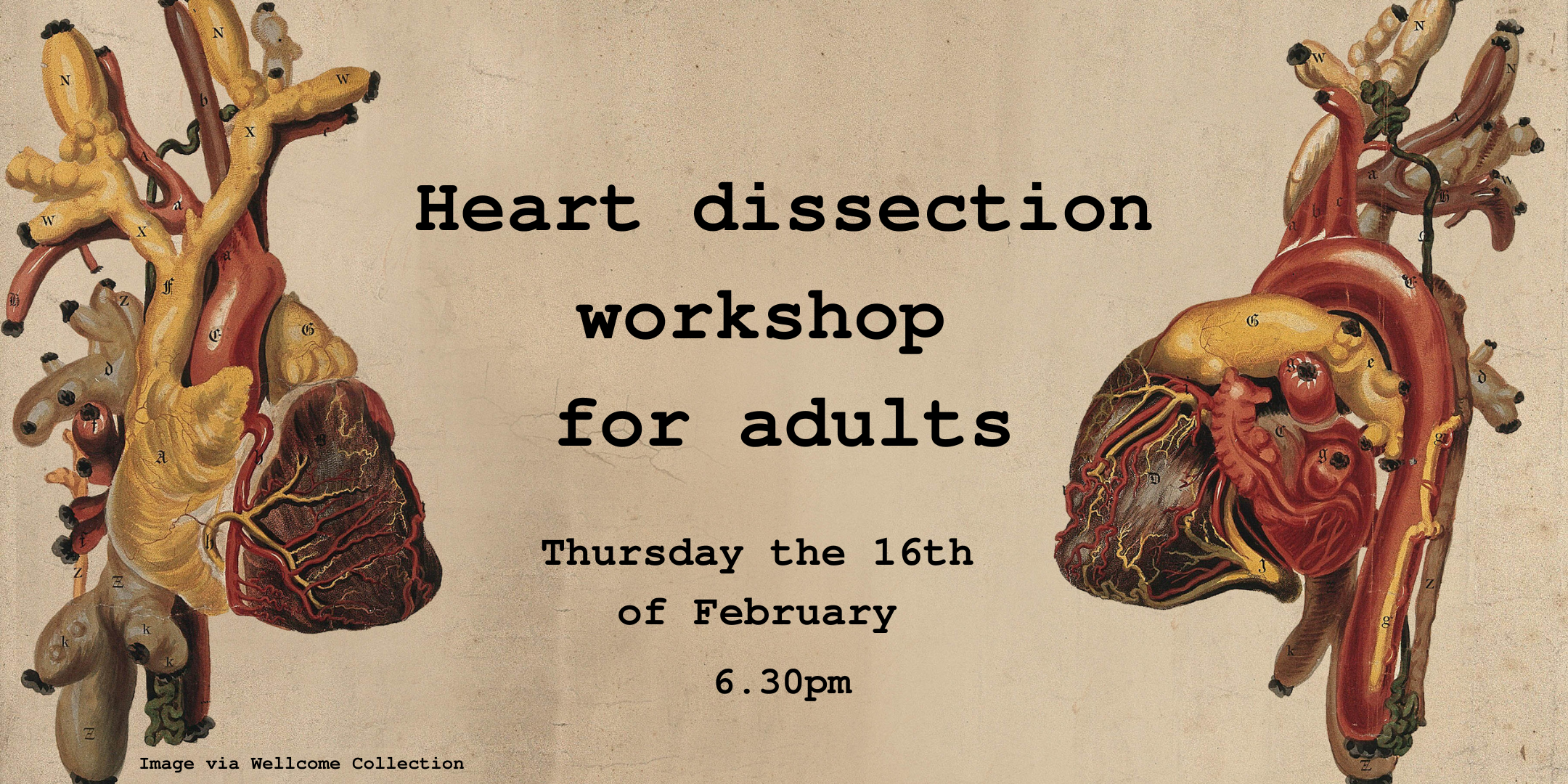 Copy Of Heart Dissection Workshop 2160 1080Px 