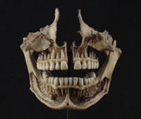 teeth