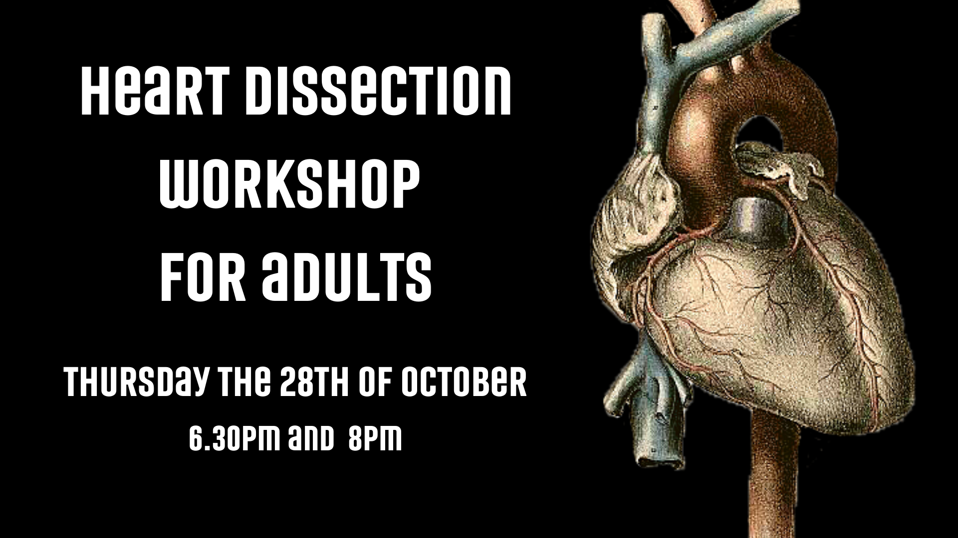 Heart Dissection Workshop